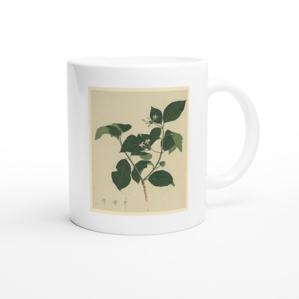 Botanical Study of Indian Mulberry (Morinda citrifolia)